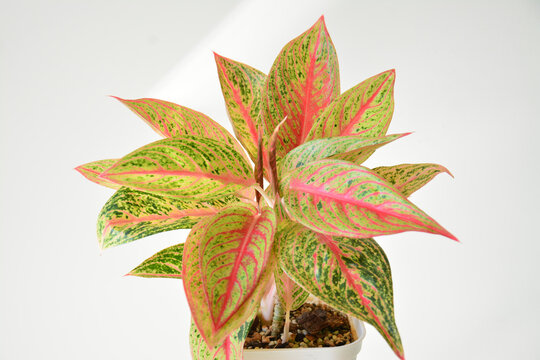Indoor tropical plant arrangement featuring a colorful Chinese evergreen for home decoration