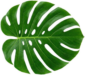 Vibrant green Monstera deliciosa leaf on a dark background © Yeni