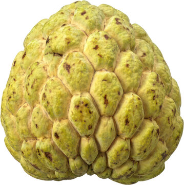 Whole green sugar apple custard apple on black.