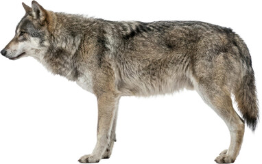 Naklejka premium Wild gray wolf standing in profile on black background.