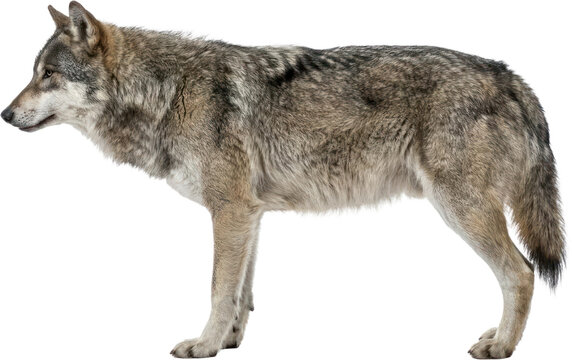 Wild gray wolf standing in profile on black background.