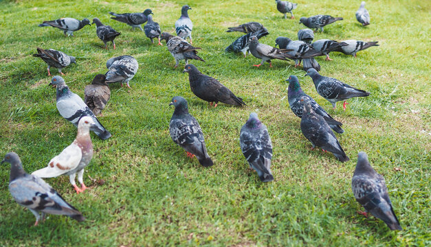 Pigeons gather on a sunlit green lawn