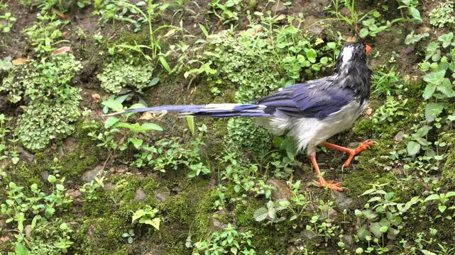 Red-billed Blue Magpie Foraging on Mossy Forest Ground