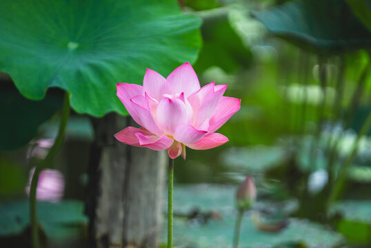 Soft pink lotus blooms gracefully in green pond