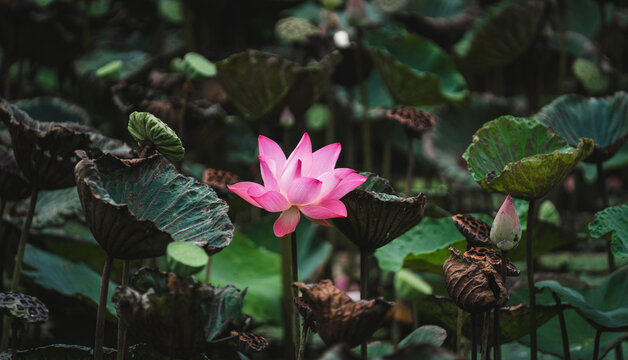 Pink lotus blooms gently amid dark, wet leaves