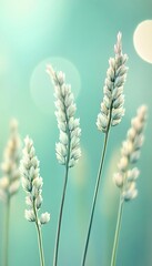 Naklejka premium Minimalist soft ears of wheat with ethereal blur background and light aesthetic style photography