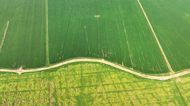Aerial view of green farm fields and flowering crop plots by dirt road