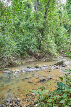 A jungle creek in Danum Valley rainforest, Borneo, Malaysia.