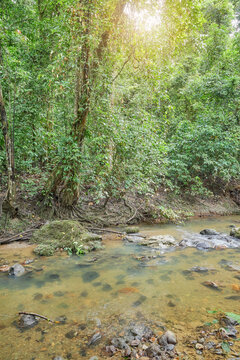 A jungle creek in Danum Valley rainforest, Borneo, Malaysia.