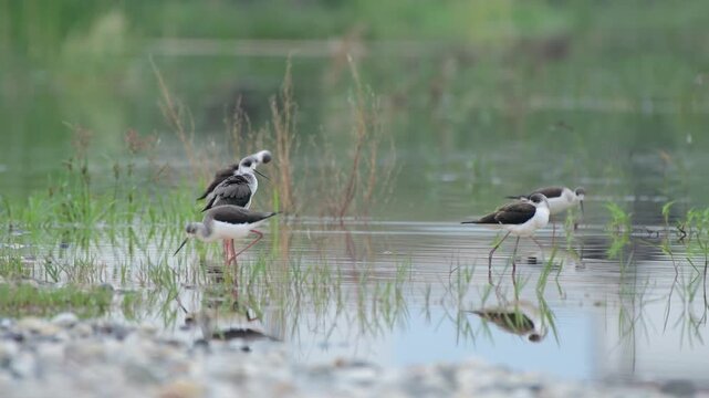 Black-winged stilts wading in shallow wetland water
