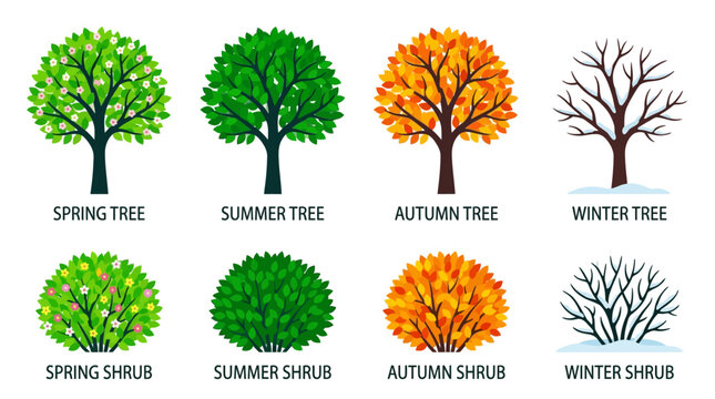 Four seasons tree and shrub icon set featuring spring summer autumn and winter foliage