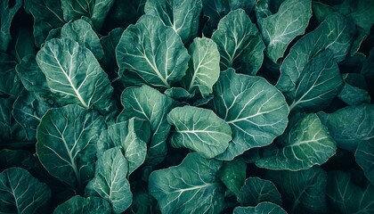 Obraz premium Organic Collard Greens Foliage Close Up Featuring Dark Green Leaves With Structural Veining Detail