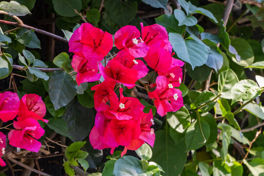 These bougainvillea blossoms are rich shade of purple-pink. Each flower has five rounded petals, with tiny white center. Stems are covered in shiny, oval leaves. Park "Krasnodar" or Galitsky Park