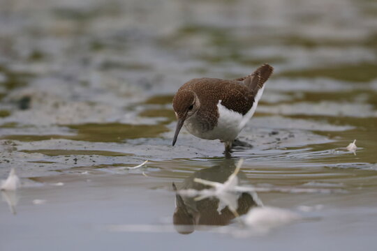 common sandpiper