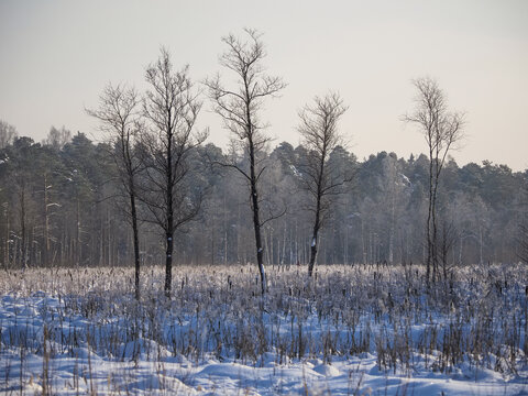 Frosty Winter Day Background for Designers with Snow Covered Field and Bare Trees