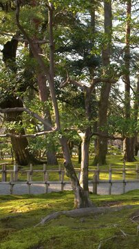 Sunlight Filtering Through Pine Trees and Moss in Kenrokuen Garden