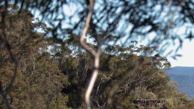 Scenic View of Jamison Valley Through Eucalyptus Trees in Blue Mountains