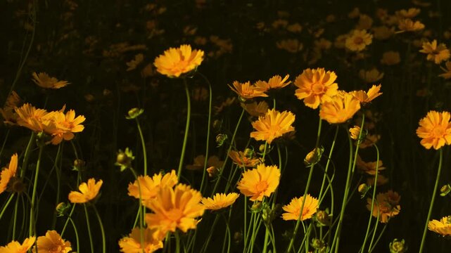 Yellow cosmos flowers sway in the breeze against a dark background