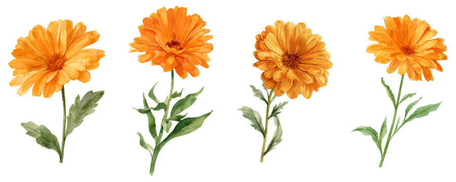 Watercolor calendula flowers set showcasing vibrant orange marigold blooms and green leaves, illustrating botanical beauty, autumn garden elements, and natural herbal plants