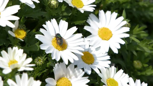Close Up of Fly Resting on White Daisy Flowers in Tokyo