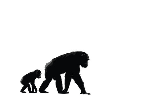 Black silhouette of an chimpanzee walking alongside a small baby chimpanzee on a white background, isolated of primates in a side profile view