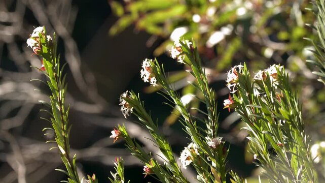 Backlit Australian Native Flora with White Flowers in Blue Mountains