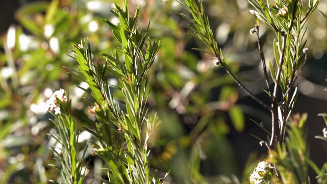 Backlit Native Australian Flora with Green Leaves and White Flowers