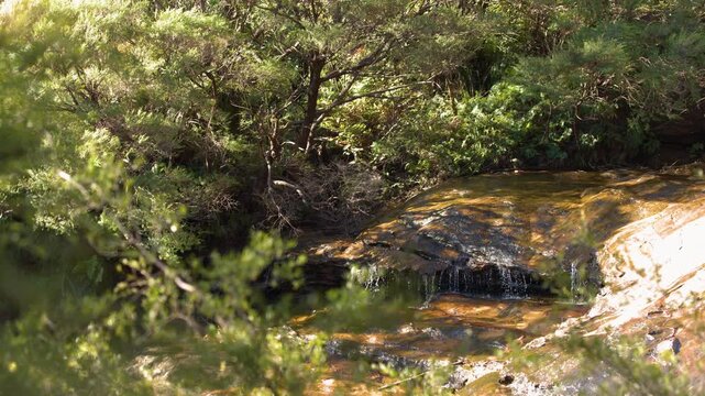 Sunlit Forest Stream Flowing Over Rocks in Wentworth Falls