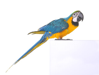 Blue-and-yellow macaw in studio © cynoclub