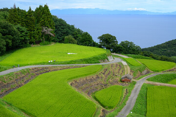 日本の佐渡島の棚田 © Ichiro