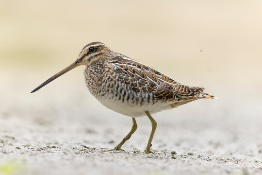 Common snipe Gallinago gallinago foraging in a swamp in Central France