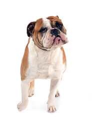 Fototapeta premium continental bulldog in studio