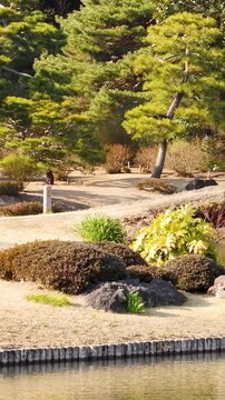Scenic Japanese Garden with Pine Trees and Pond in Tokyo
