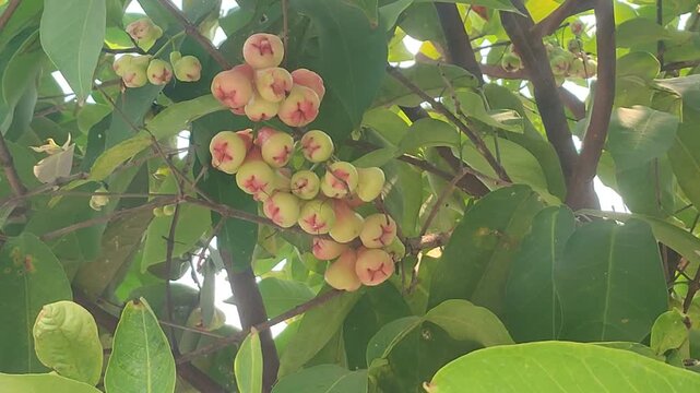 Wax Apples Ripening on Tree Branch, Leaves Swaying in Wind, Zoom Shot