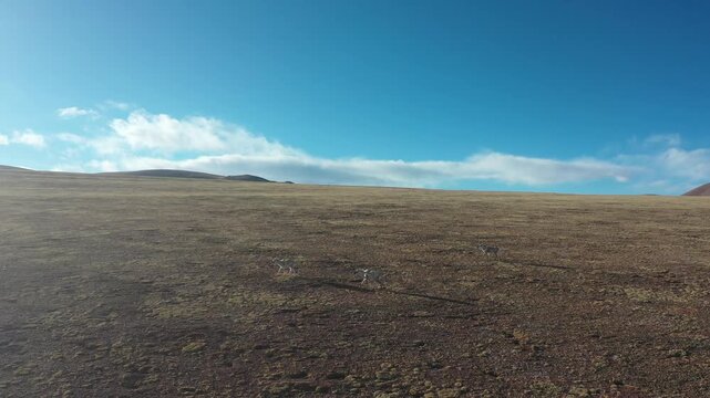 Tibetan Antelope Herd Running on Plateau Grassland Aerial View