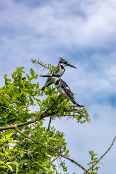 Two mature male African pied kingfishers, ceryle rudis, perched on an acacia tree over Lake Edward, Kazinga Channel, Uganda. Summer sky background with space for text