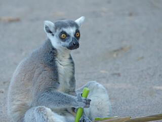 Naklejka premium Ring-Tailed Lemur Sitting on Ground Holding a Green Celery Stalk