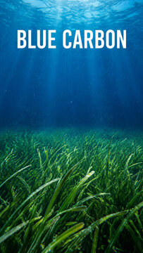 An underwater landscape filled with green grass-like plants in clear blue water. Sunlight filters down from the surface, highlighting the plants
