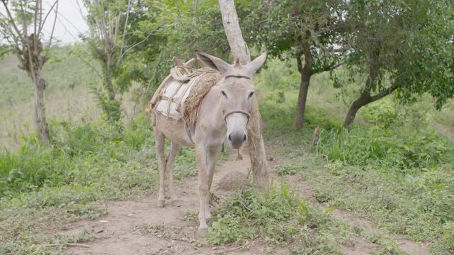 Loaded pack donkey steps forward on a rural path as camera gently reframes.