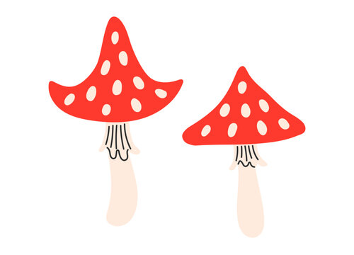 Two red spotted fly agaric toadstool mushrooms with white polka dots and pale stems. Flat vector illustration