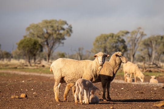 Merino ewes and lambs in front of ewe and lambs eating feed supplement