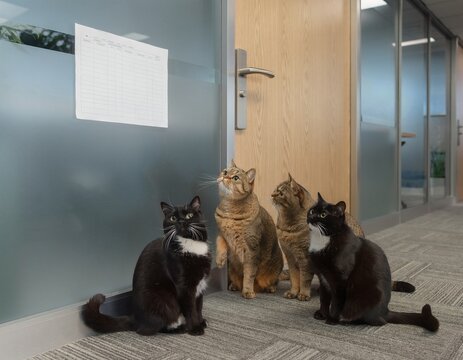 Multiple Cats Seen from Behind Checking a Meeting Room Reservation Board in an Office Hallway Discovering a Double-Booked Scheduling Conflict