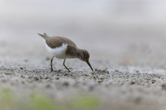 Common Sandpiper Tringa or Actitis hypoleucos wading