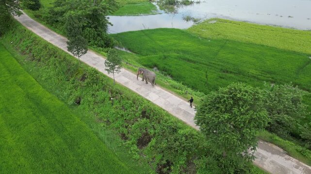 Aerial Drone Tracking an Elephant Walking Along a Concrete Rural Road with Its Caretaker in Dak Lak, Vietnam, Surrounded by Green Countryside and Traditional Village Scenery