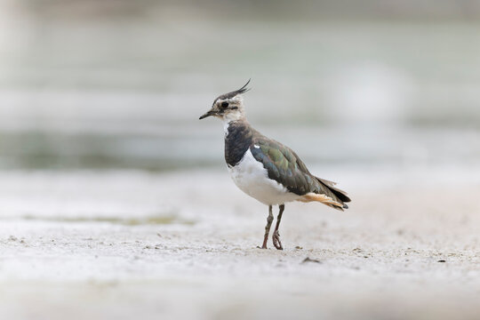 Northern Lapwing Vanellus vanellus on ground