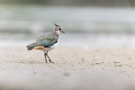 Northern Lapwing Vanellus vanellus on ground