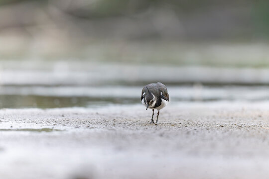 Northern Lapwing Vanellus vanellus on ground