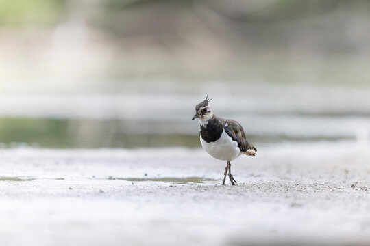 Northern Lapwing Vanellus vanellus on ground