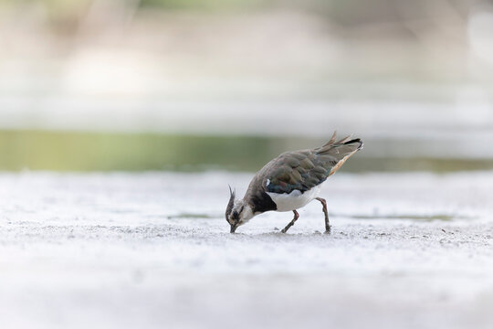 Northern Lapwing Vanellus vanellus on ground