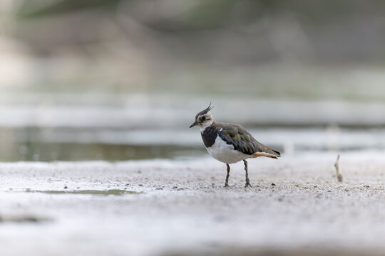 Northern Lapwing Vanellus vanellus on ground